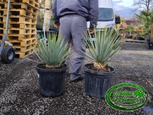 Yucca Rigida trunchi 5-10cm