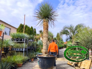 Yucca Rigida var. 2