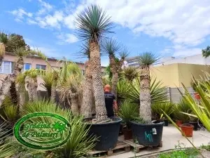 Yucca Rigida var. 2