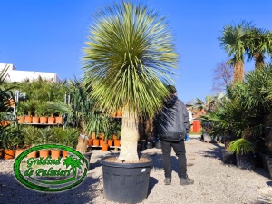 Yucca Rostrata trunchi 130cm
