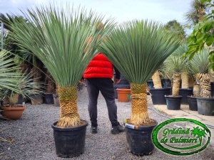 Yucca Rostrata trunchi 50-60cm