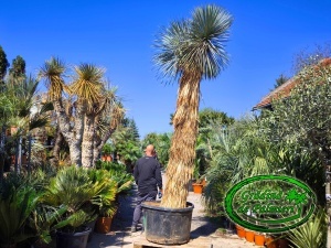 Yucca Rostrata trunchi Blue Swan EXTRA