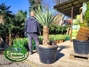 Yucca Schotti trunchi 70cm