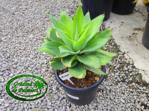 Agave attenuata 30cm Ø