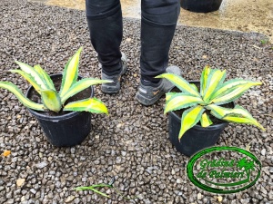 Agave Auero - Marginata 20cm Ø