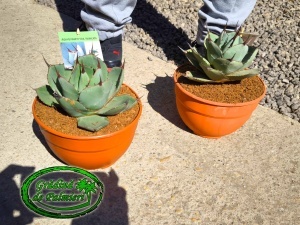 Agave parryi var. truncata 20cm Ø