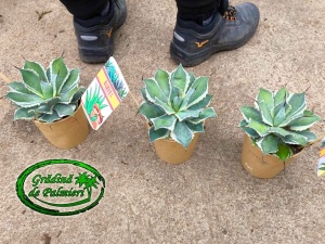 Agave Potatorum 15cm Ø Eye cream