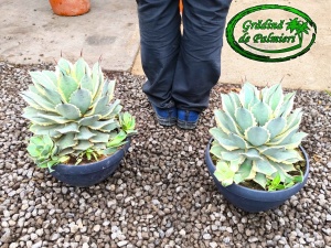 Agave Potatorum 30cm Ø Eye cream