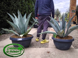Agave Weberi 90cm Ø