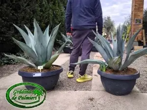 Agave Weberi 90cm Ø