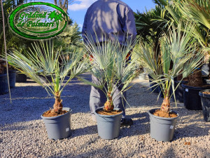 Brahea Armata trunchi 10-20cm