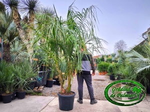Butiagrus DUBLU 200-250cm înălțime totală (Butia x Syagrus)
