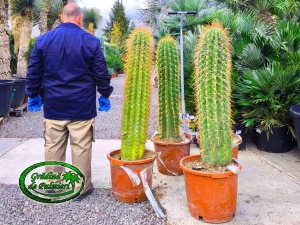 Cactus Trichocereus Pasacana 130-140cm