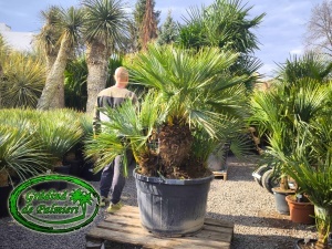 Chamaerops Humilis Cerifera var. 2