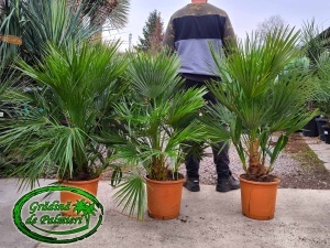 Chamaerops Humilis grup Mediu 90-120cm