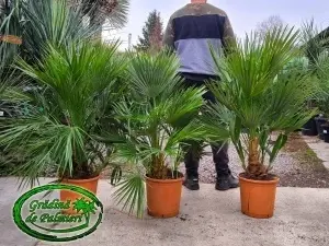 Chamaerops Humilis grup Mediu 90-120cm