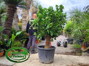 Citrus Sinensis Portocal EXTRA
