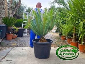 Cycas Panzhihuaensis trunchi 20cm