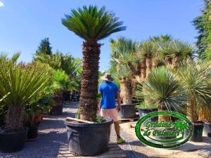 Cycas Revoluta trunchi 160cm Extra