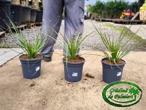Dasylirion Serratifolium 3.5L
