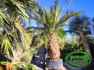 Jubaea Chilensis - Palmier Jubea trunchi 160cm GIGANT
