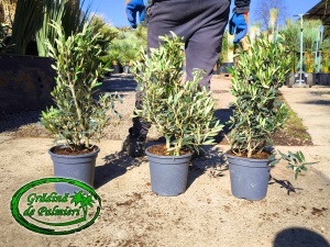Măslin - Olea Europaea 60-70cm inaltime totala