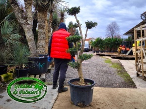 Măslin - Olea Europaea POM-POM var. 2