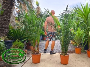 Phoenix Canariensis 150-170cm DUBLU