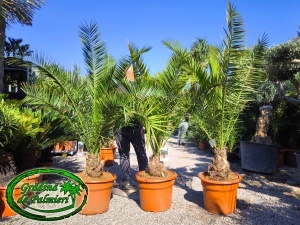 Phoenix Canariensis trunchi 20-25cm