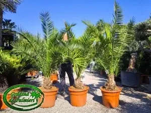 Phoenix Canariensis trunchi 20-25cm