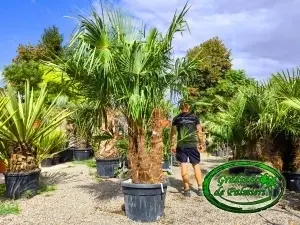 Trachycarpus fortunei grup EXTRA var. 1.