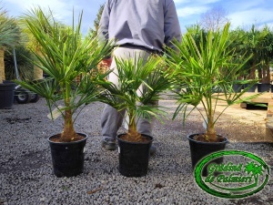 Trachycarpus fortunei trunchi 10-20cm