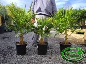 Trachycarpus fortunei trunchi 10-20cm