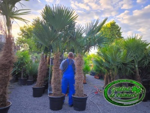 Trachycarpus fortunei trunchi 120-130cm