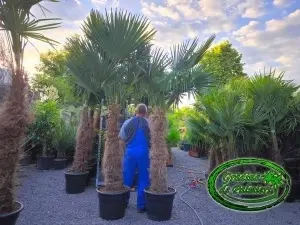 Trachycarpus fortunei trunchi 120-130cm