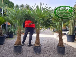 Trachycarpus fortunei trunchi 50-60cm