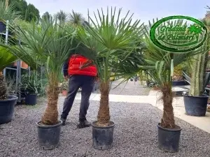 Trachycarpus fortunei trunchi 50-60cm