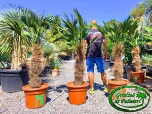Trachycarpus Wagnerianus trunchi 70-80cm