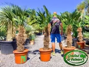 Trachycarpus Wagnerianus trunchi 70-80cm