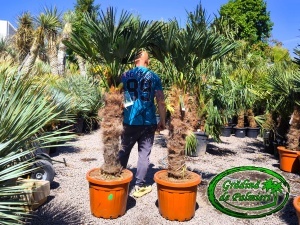 Trachycarpus Wagnerianus trunchi 80-90cm
