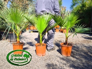 Washingtonia Robusta 70-90cm înălțimea totală
