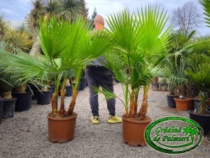 Washingtonia Robusta grup 150-160cm înălțimea totală