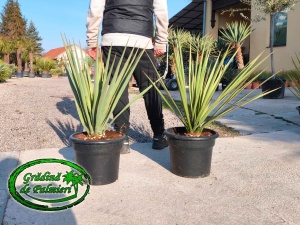 Yucca Baccata 80-90 cm inaltimea totala