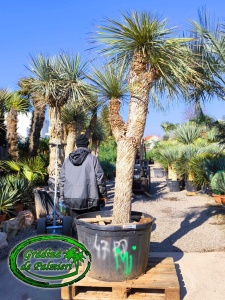 Yucca Elata trunchi 220cm TRIPLU
