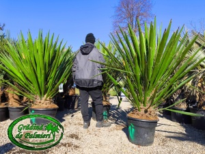 Yucca Faxoniana - Faxon yucca 160-180cm inaltime totala