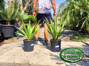 Yucca Faxoniana - Faxon yucca 70-80cm inaltimea totala