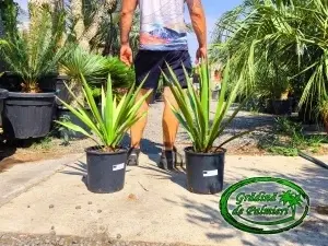 Yucca Faxoniana - Faxon yucca 70-80cm inaltimea totala