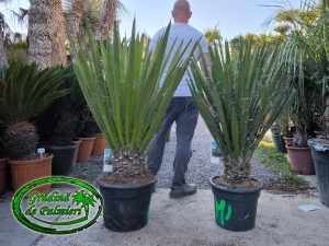 Yucca Faxoniana - Faxon yucca inaltime totala 120-140cm