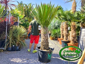 Yucca Faxoniana - Faxon yucca trunchi 100cm EXTRA