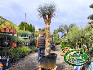 Yucca Rigida Dublu